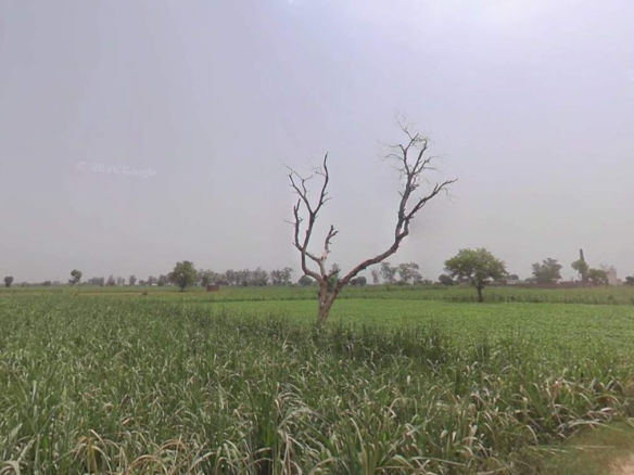 Property choupal