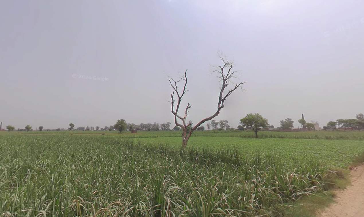 Property choupal